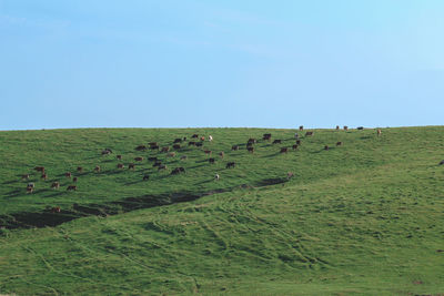 Scenic view of grassy field against sky