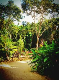 Footpath along trees