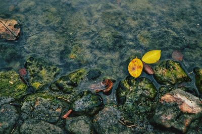 High angle view of leaves floating on water