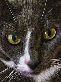 Close-up portrait of cat