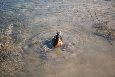 High angle view of ducks swimming on lake