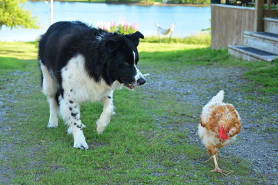 View of two dogs on field