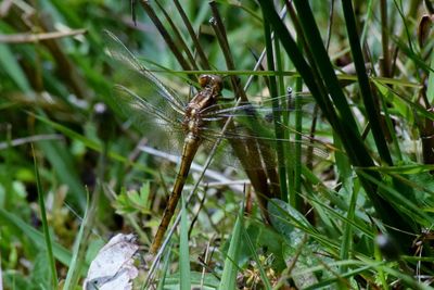 Close-up of insect on plant