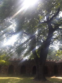 Low angle view of sunlight streaming through trees