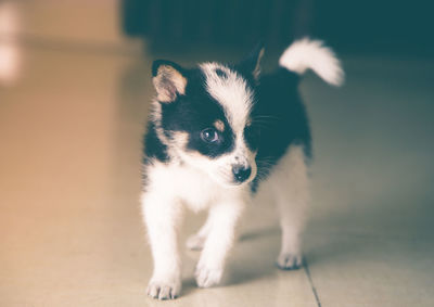 Close-up portrait of puppy standing on floor