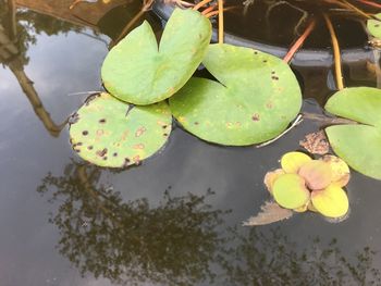 High angle view of lotus water lily in pond