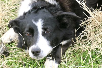 Close-up of dog looking away on field