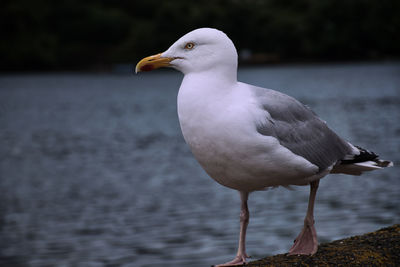 Close-up of seagull perching on a sea