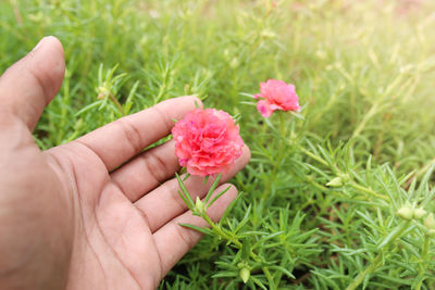 Close-up of hand holding pink flower