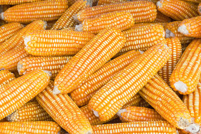 Pile of yellow dried corns for animal feeding