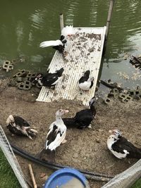 High angle view of birds in lake