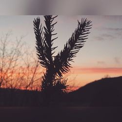 Silhouette trees at sunset