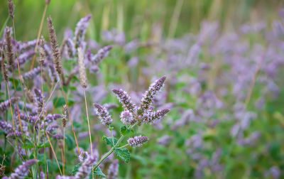 Close-up of purple flowering plants on field