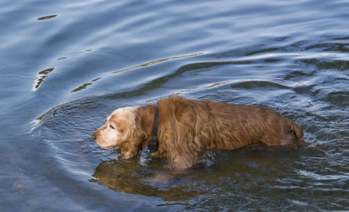 High angle view of dog swimming in lake