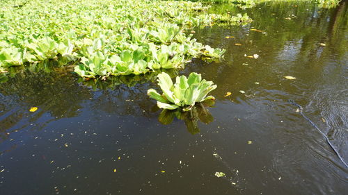 Lotus water lily in lake