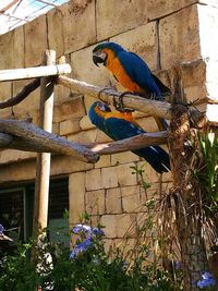 Bird perching on tree