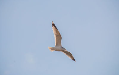 Low angle view of seagull flying against clear sky