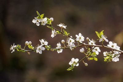 Close-up of white cherry blossoms in spring