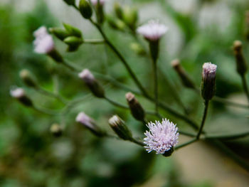 Close-up of flower against blurred background