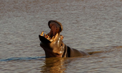 Close-up of horse in water