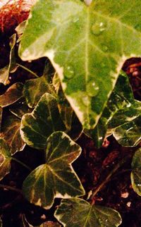 Close-up of leaves in plant