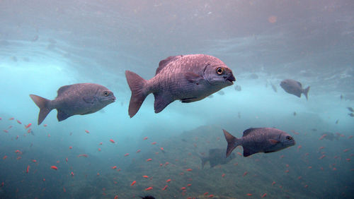 Close-up of fish swimming in aquarium