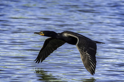 Bird flying over lake