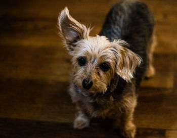 Portrait of dog on floor