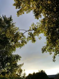 Low angle view of trees