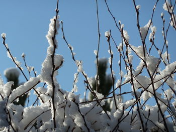 Low angle view of trees against clear sky