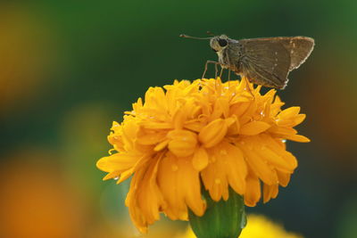 Close-up of butterfly pollinating on yellow flower