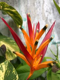 Close-up of orange flowering plant