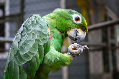 Green parrot on a branch.