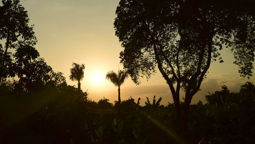 Silhouette trees on field against sky during sunset