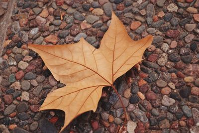 High angle view of maple leaf on pebbles