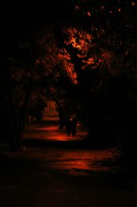 Trees at night