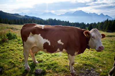 Cows standing in a field