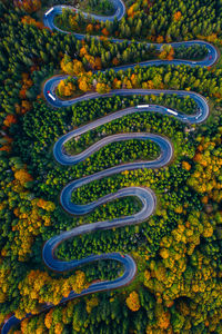 High angle view of multi colored flowering plants