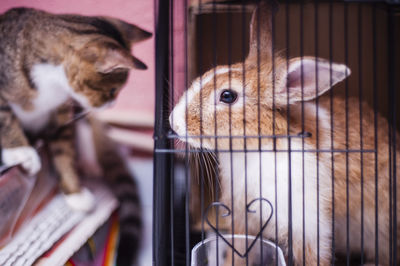 Cat looking at rabbit in cage