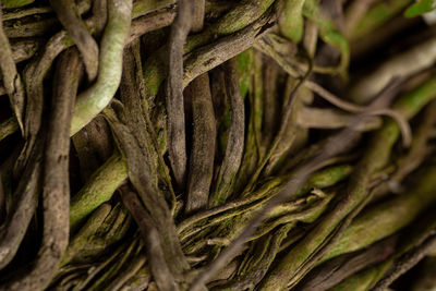 Plant roots texture for background and wallpaper. texture background. macro photography. close up