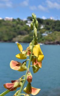 Close-up of yellow flowers blooming against sky