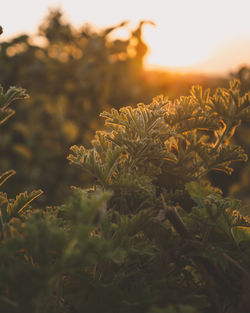 Close-up of plants growing on field against sky