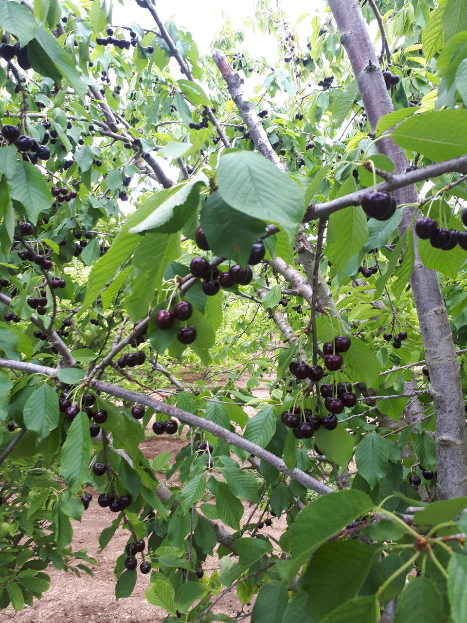 CLOSE-UP OF FRESH FRUITS GROWING ON TREE