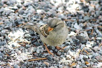 High angle view of bird on land