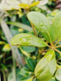 Close-up of fresh green plant