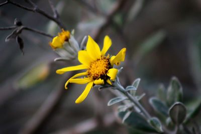 Close-up of yellow flowering plant