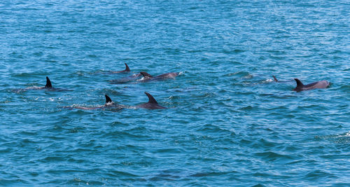 View of birds swimming in sea