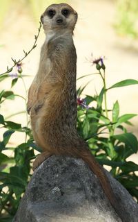 Close-up of lizard on tree