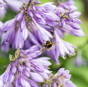 Close-up of bee pollinating on purple flower