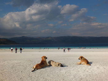 View of dogs on beach against sky